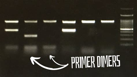 thermo primer analyzer|check for primer dimers.